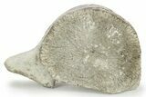 Fossil Whale Cervical/Thoracic Vertebra - Yorktown Formation #237628-3